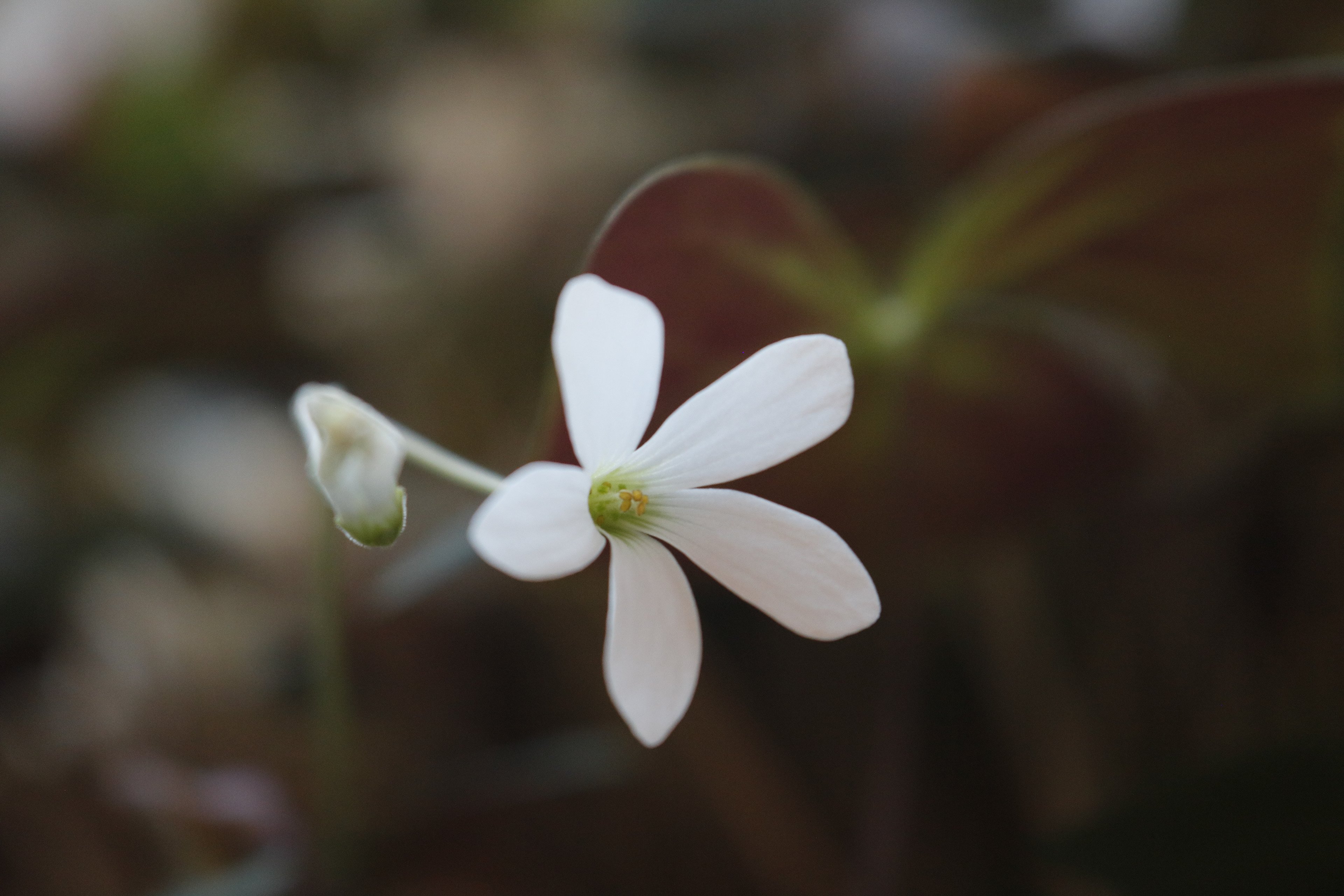 Close Up of a Flower